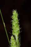 Swan's sedge